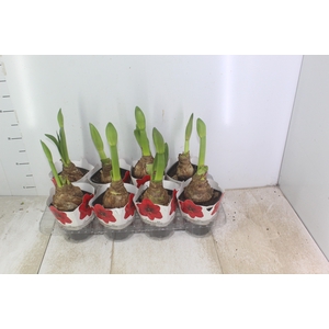 AMARYLLIS P14