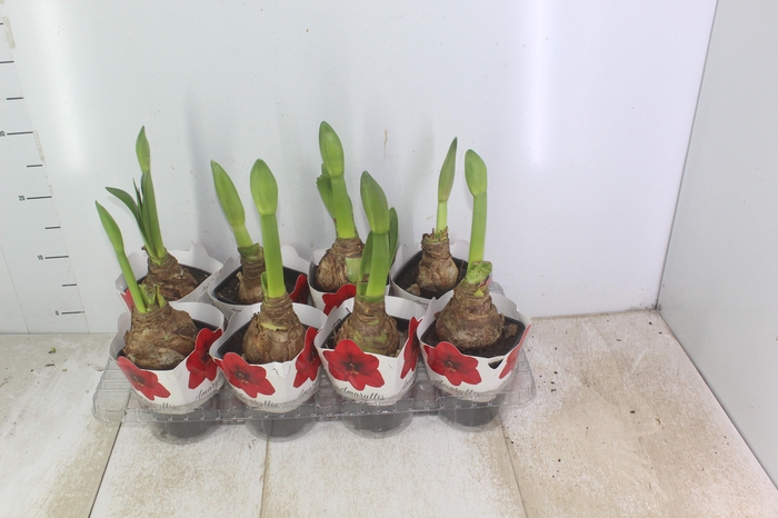 AMARYLLIS P14