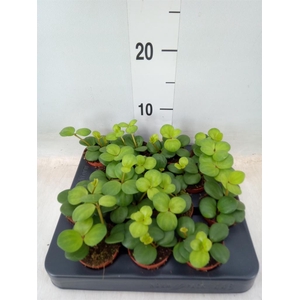 Peperomia tetraphylla 'Hope'