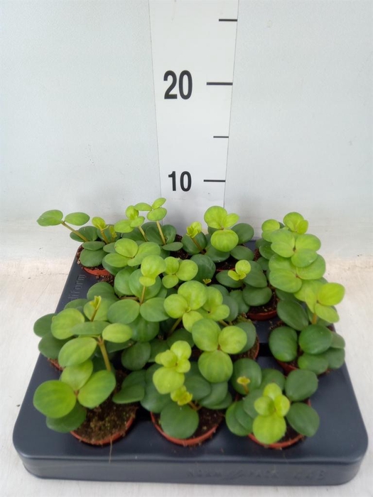 <h4>Peperomia tetraphylla 'Hope'</h4>