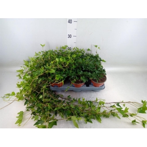 Hedera helix 'Shamrock'