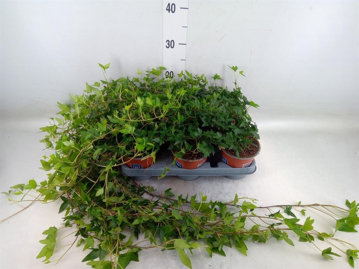 <h4>Hedera helix 'Shamrock'</h4>