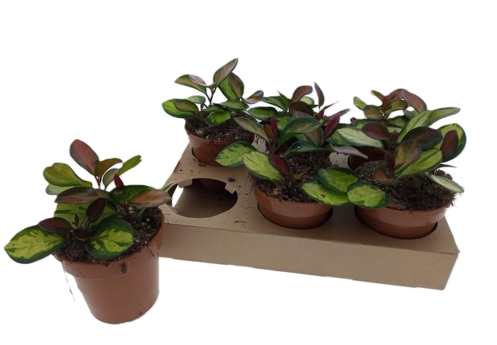 <h4>HOYA AUSTRALIS LISA</h4>