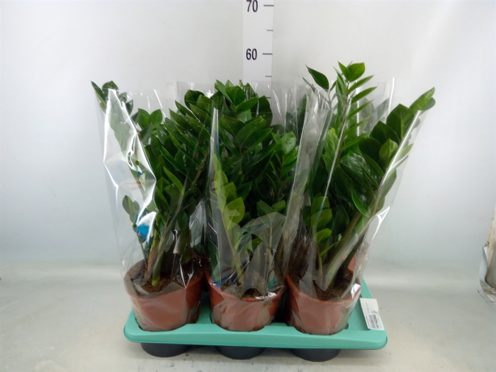 <h4>Zamioculcas zamiifolia</h4>