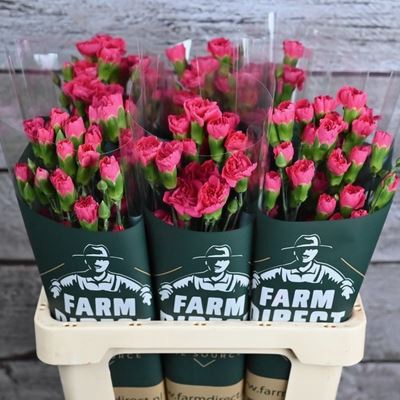 <h4>Dianthus TR 'Pigeon'</h4>