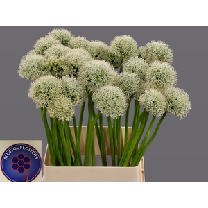ALLIUM WHITE GIANT