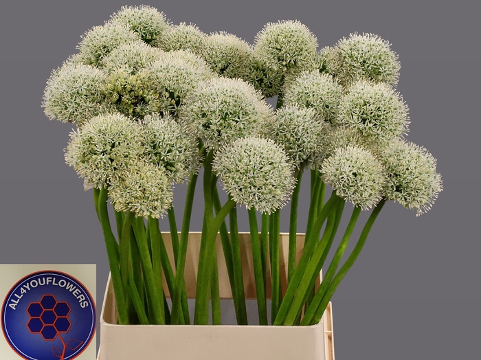 <h4>ALLIUM WHITE GIANT</h4>