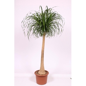 Beaucarnea recurvata