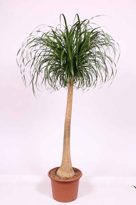 <h4>Beaucarnea recurvata</h4>