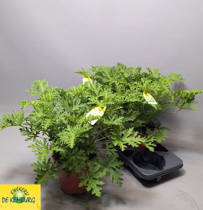<h4>PEL GRAV LEMON TREE</h4>
