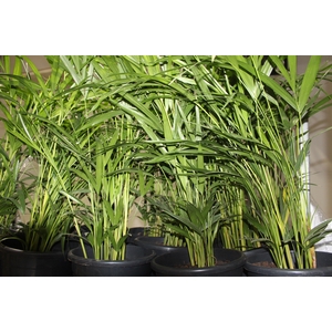 ARECA BAMBU P24