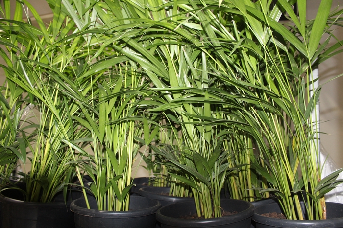 <h4>ARECA BAMBU P24</h4>