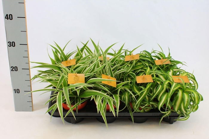 <h4>Chlorophytum gemengd 12cm</h4>