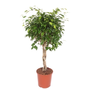 Ficus Exotica