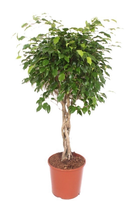 <h4>Ficus Exotica</h4>