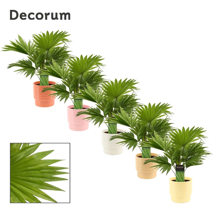 <h4>Livistona Rotundifolia 12 cm in Naemi (Sympathetic moods-collect</h4>