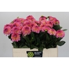 Dahlia Esli