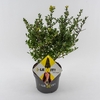 Ilex crenata Dark Green
