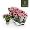 Rosa Kordana rose Flirt, donker roze - 4795
