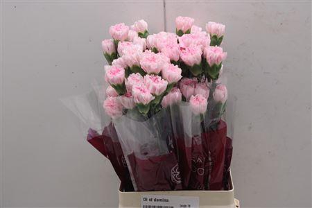 <h4>Di St Damina</h4>