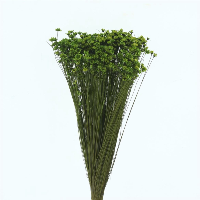 <h4>Dried Glixia Apple Green</h4>