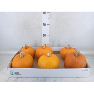 Cucurbita max. 'Halloween'