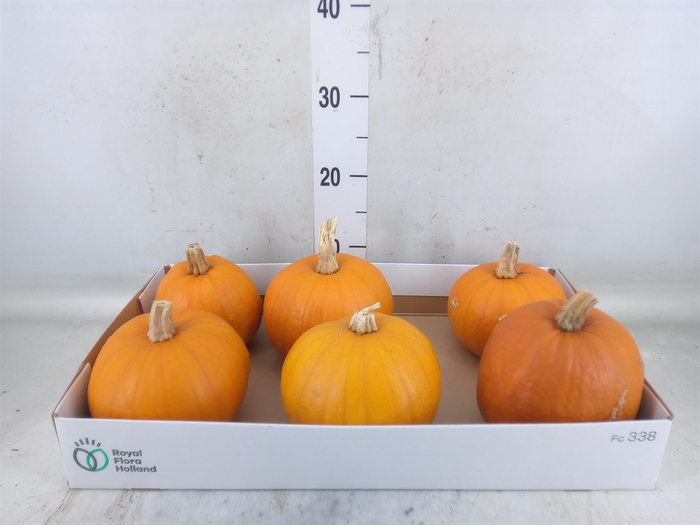 <h4>Cucurbita max. 'Halloween'</h4>