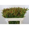 Leucadendron Ayoba Cherry Pearl Spray