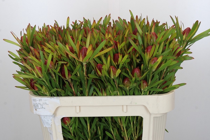 <h4>Leucadendron Ayoba Cherry Pearl Spray</h4>