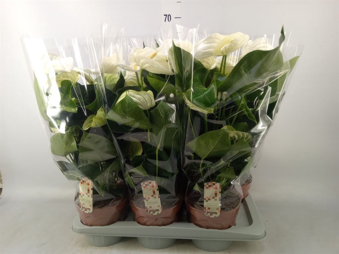 <h4>Anthurium andr. 'Alpine'</h4>