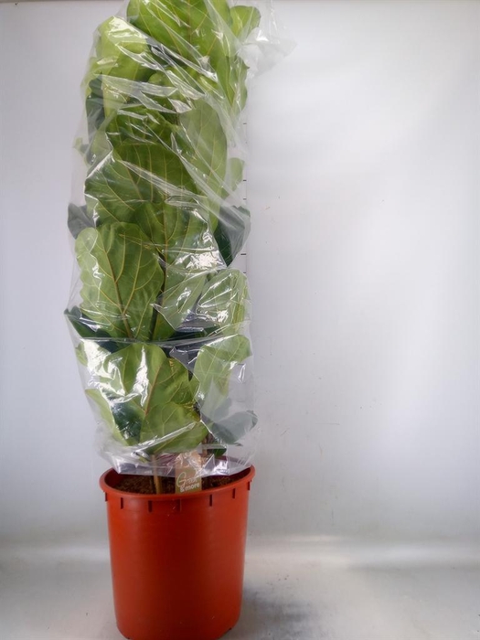 <h4>Ficus lyrata</h4>