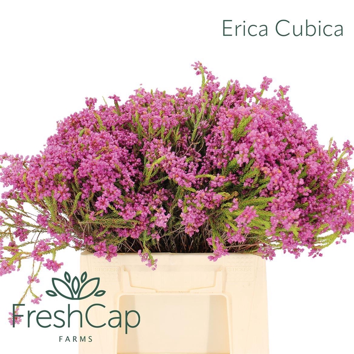 <h4>Erica Cubica</h4>