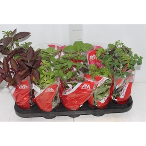 ERVAS AROMATICAS P11