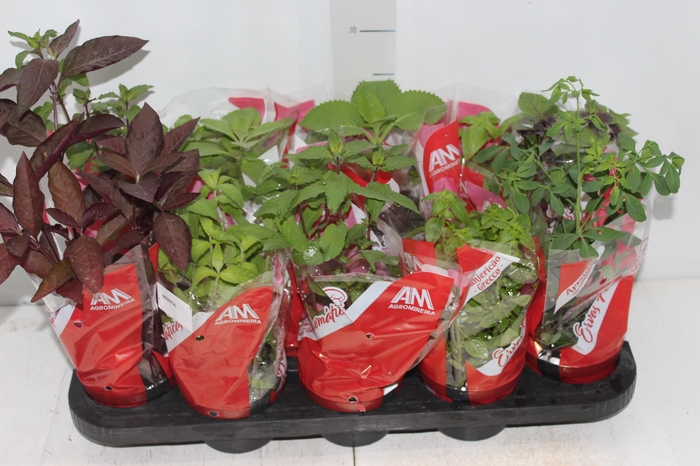 ERVAS AROMATICAS P11