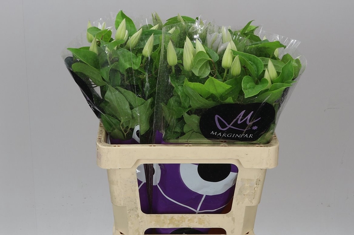 <h4>Clematis Amazing Vienna White</h4>