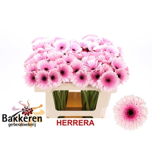 Ge Mi Herrera
