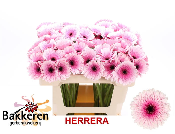 <h4>Ge Mi Herrera</h4>