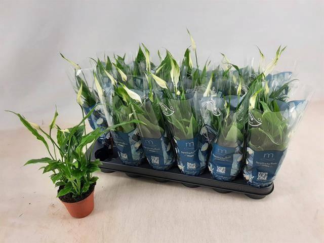 <h4>Spath Chopin</h4>