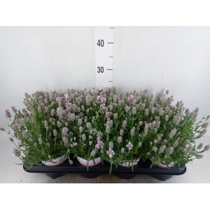 Lavandula angus. 'Rosea'