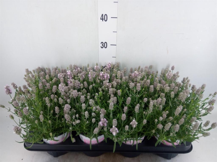 <h4>Lavandula angus. 'Rosea'</h4>
