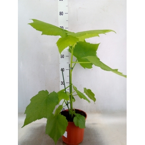 Sparrmannia africana
