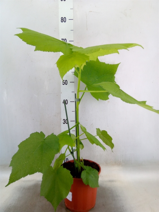 <h4>Sparrmannia africana</h4>