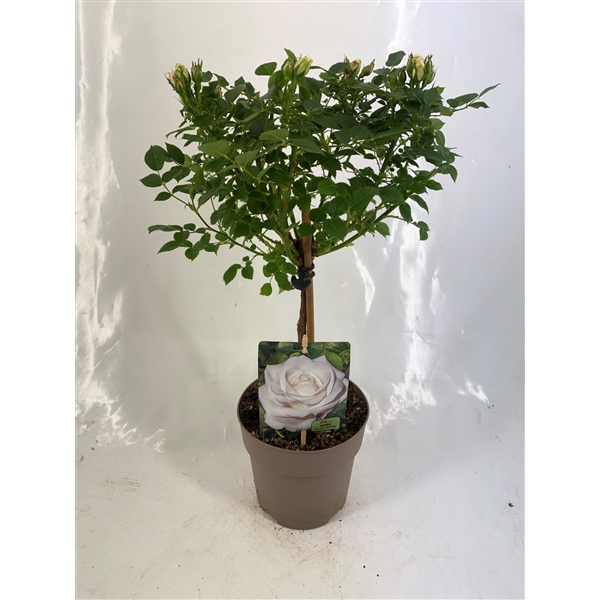 <h4>Stamroos P15 Wit</h4>