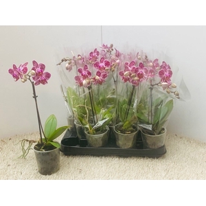 PHAL OV