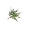 Silk Fern Dauallia Plant Green 87cm