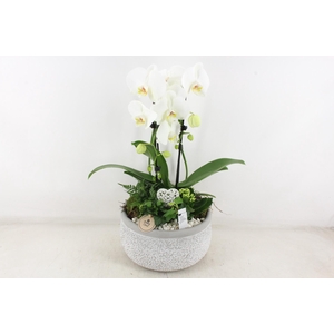 arr2 PL - Ker. barok grijs phal wit