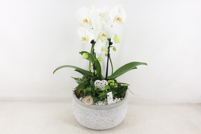 <h4>arr2 PL - Ker. barok grijs phal wit</h4>