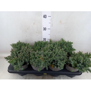 Juniperus squamata 'Blue Star'