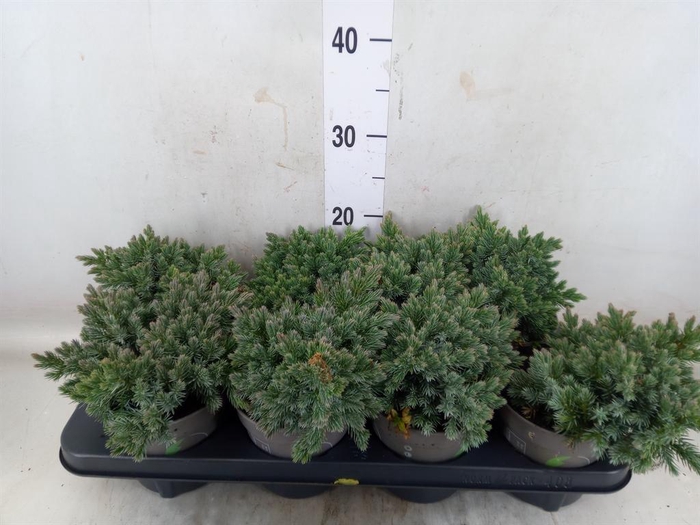 <h4>Juniperus squamata 'Blue Star'</h4>