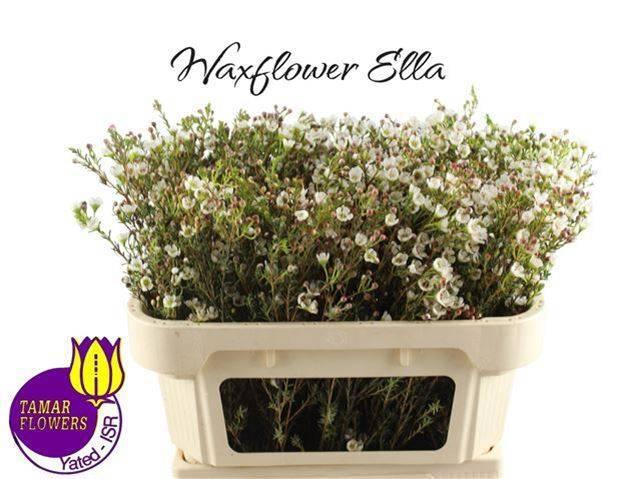 <h4>CHAME UN ELLA</h4>